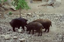 У "свійських" диких кабанів на околиці Виноградова виявили африканську чуму свиней