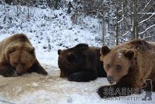 У "ведмежому" реабілітаційному центрі на Закарпатті 5 ведмедів уже залягли в сплячку
