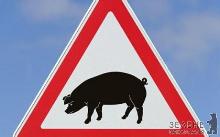 Через африканську чуму свиней на Виноградівщині введено карантин