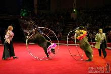 У цирках України можуть заборонити диких тварин