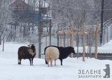 У Великій Угольці "заповідні" вовки загризли семеро овець