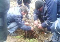 У Виноградові рятували песика, що впав у каналізаційний люк (ФОТО)