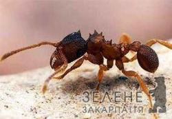 У Південній Америці живуть мурахи, котрі розмножуються клонуванням