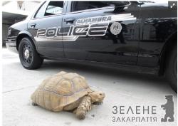У США поліцейські наздоганяли черепаху :)