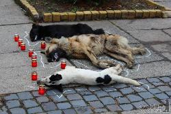 Перед міською радою Ужгорода лежать мертві собаки