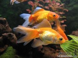 Походження золотої рибки
