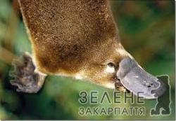Качкодзьоб пережив подорож у моторному відсіку автомобіля