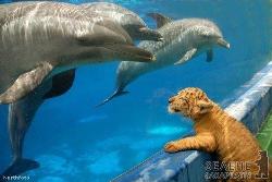У Китаї лігреня цілується з дельфінами крізь скло океанаріуму