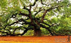 Старі дерева краще поглинають СО2