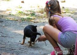 В Ужгороді проводиметься молодіжна акція на захист безпритульних тварин міста