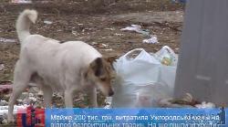 Влада Ужгорода переконує, що за 2 роки вивезла з міста понад 800 мертвих собак за майже 200 тис грн 