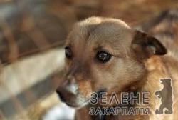 Ситуація в Мукачівському притулку для собак: немає фінансування – немає прогресу
