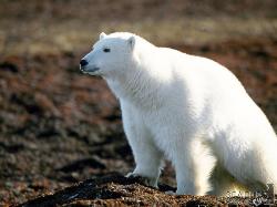 Білому ведмедю в Японії подарували лід з яблуками 