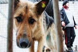 В Україні хочуть посилити відповідальність за жорстоке поводження з тваринами