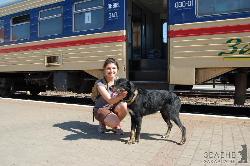 Ранений мукачівським догхантером собака поїхав шукати господарів у Львів