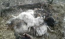 Закарпатець поскидав десятки мертвих кіз під сусідським парканом (ФОТО)