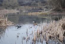 На озері "Кірпічка" в центрі Ужгорода оселилися лебеді, крижні, лиски та фазани (ФОТО)