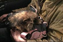 В Ужгороді рятують єнота, знайденого з відрізаними лапами (ФОТО)