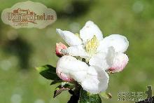На Великдень яблуневий сад відкривав таємницю пізнання добра і зла