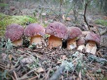 Білий гриб - король грибів Карпат
