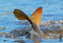 На період нересту на Закарпатті заборонять вилов риби у водоймах