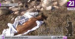 В Ужгороді нікому забирати мертвих тварин з вулиць (ВІДЕО)